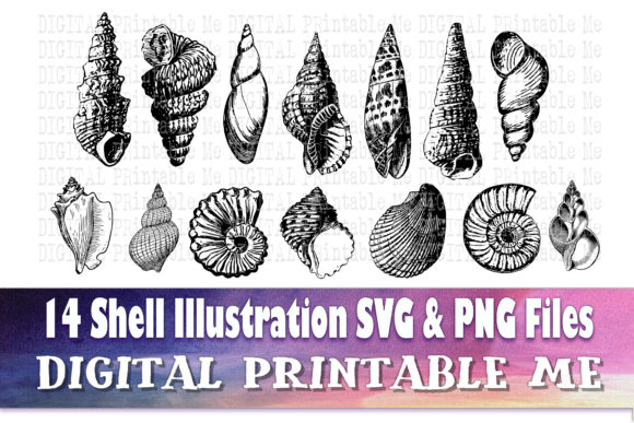 Download Sea Shell Line Art, Drawing Beach - Line art Collection