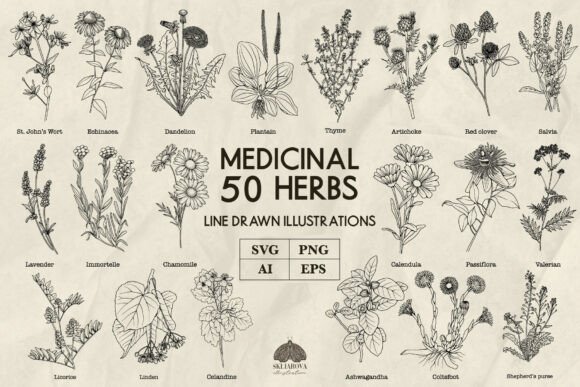 Download Medicinal Herbs Line Art Svg Png Vector - Line art Collection
